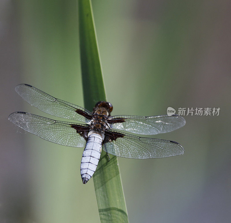 宽体追逐者(Libellula depressa)雄性